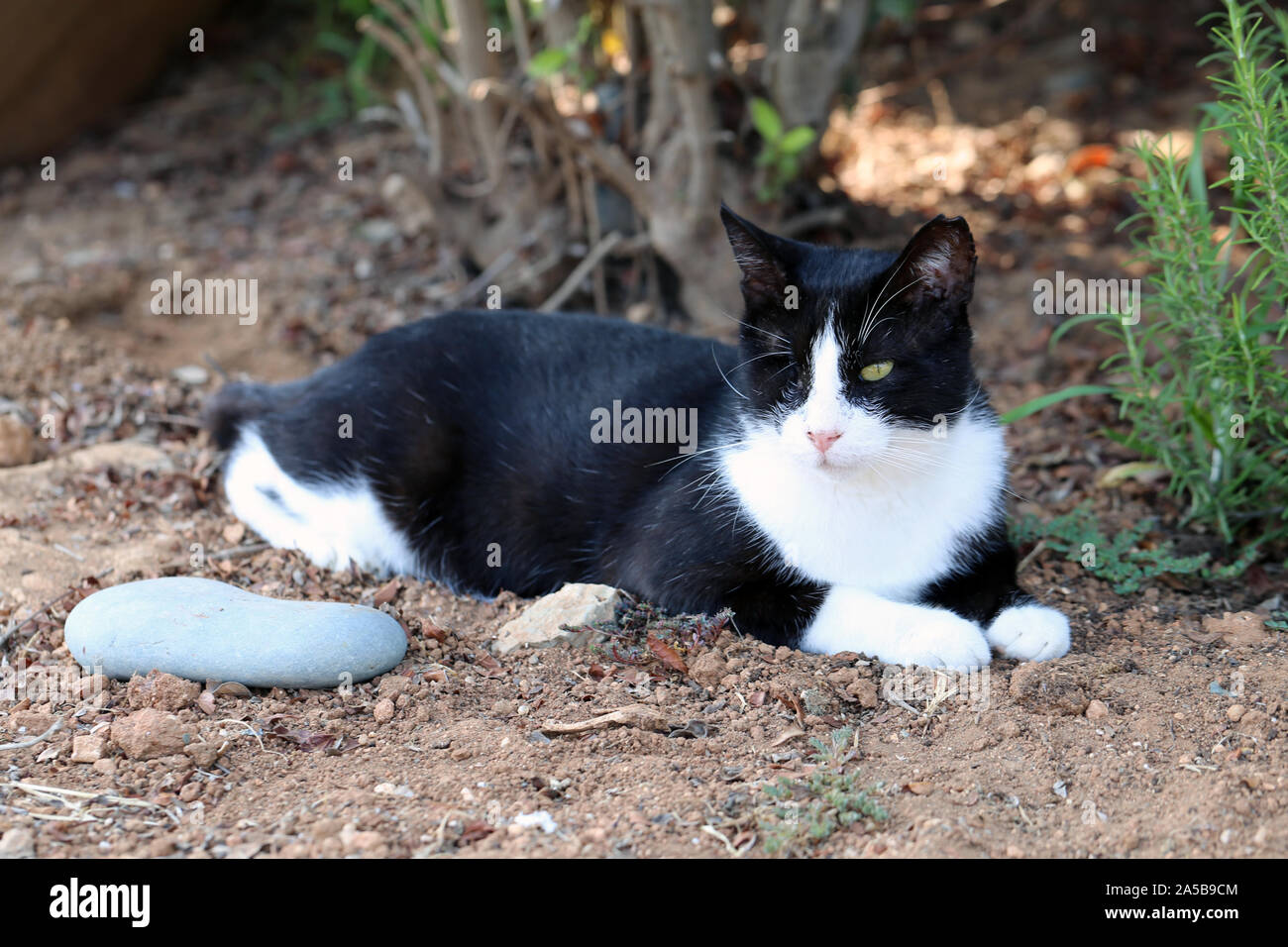 Cute wild cat-borgne photographié dans l'île de Chypre. Fluffy, le Furry animal. Ce chat a beau noir et blanc manteau qui a l'air super doux. Banque D'Images