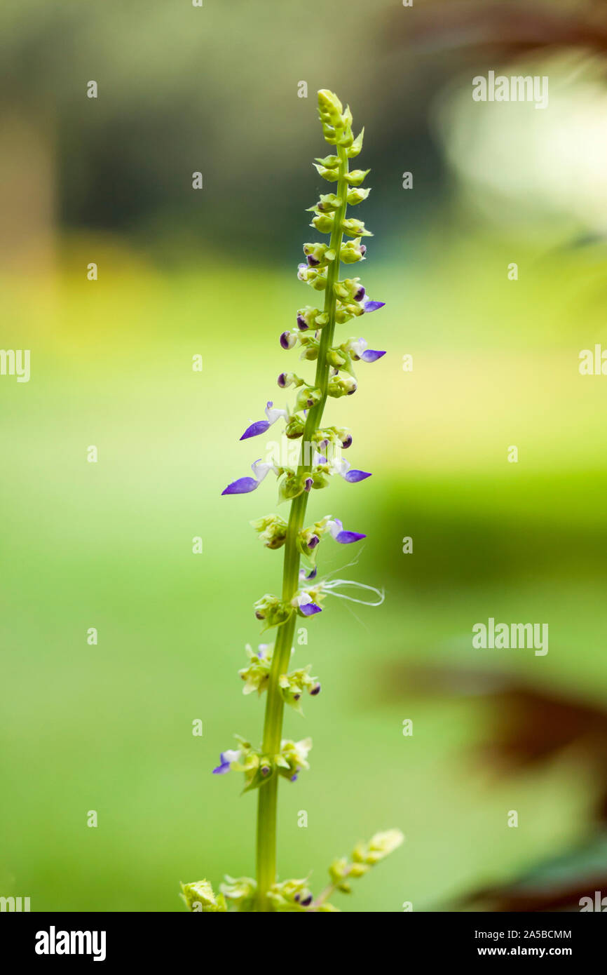 Close up of Summer Flower Banque D'Images