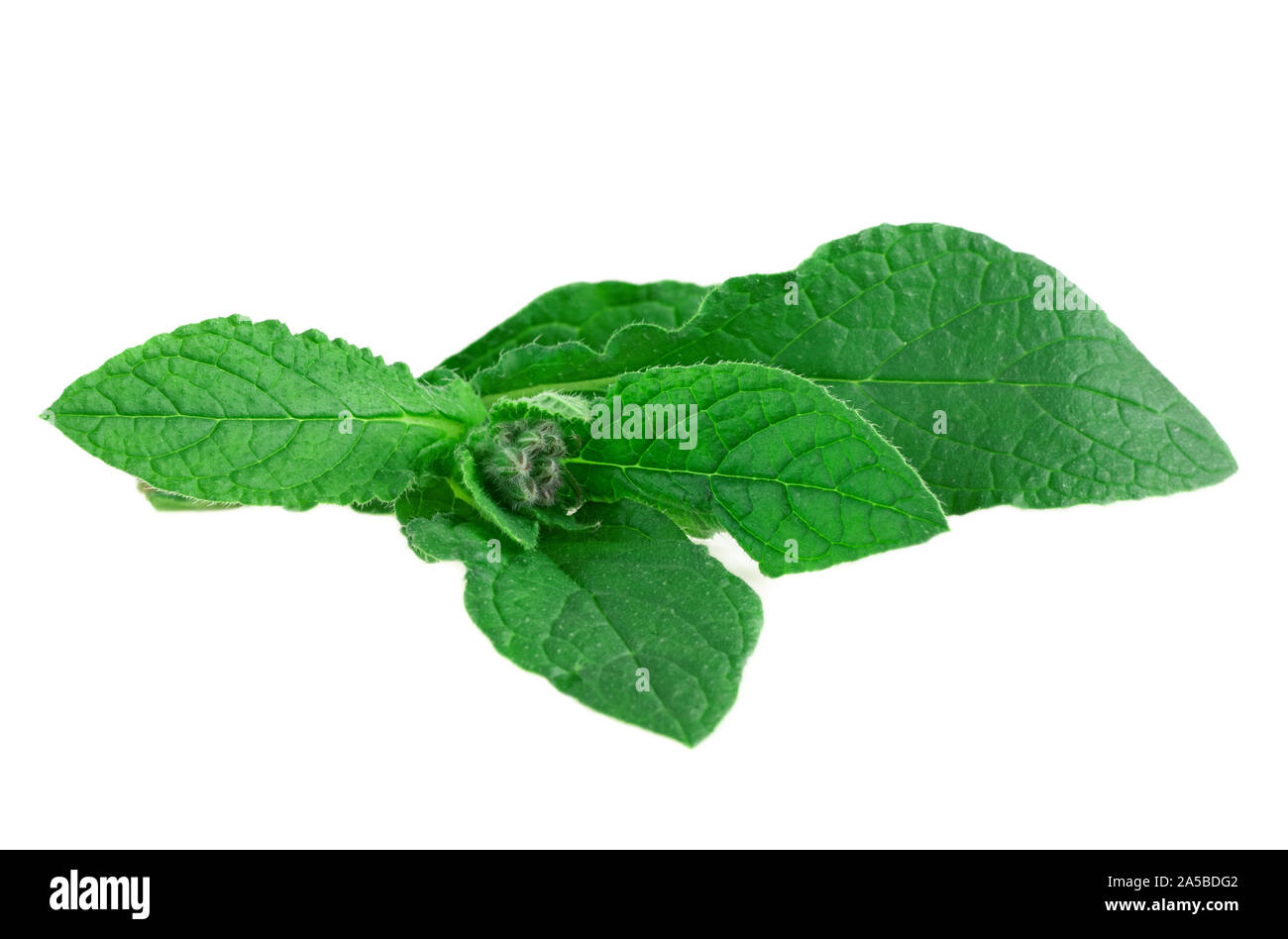 La bourrache ou plante verte borretsch isolé sur blanc. (Borago officinalis Banque D'Images