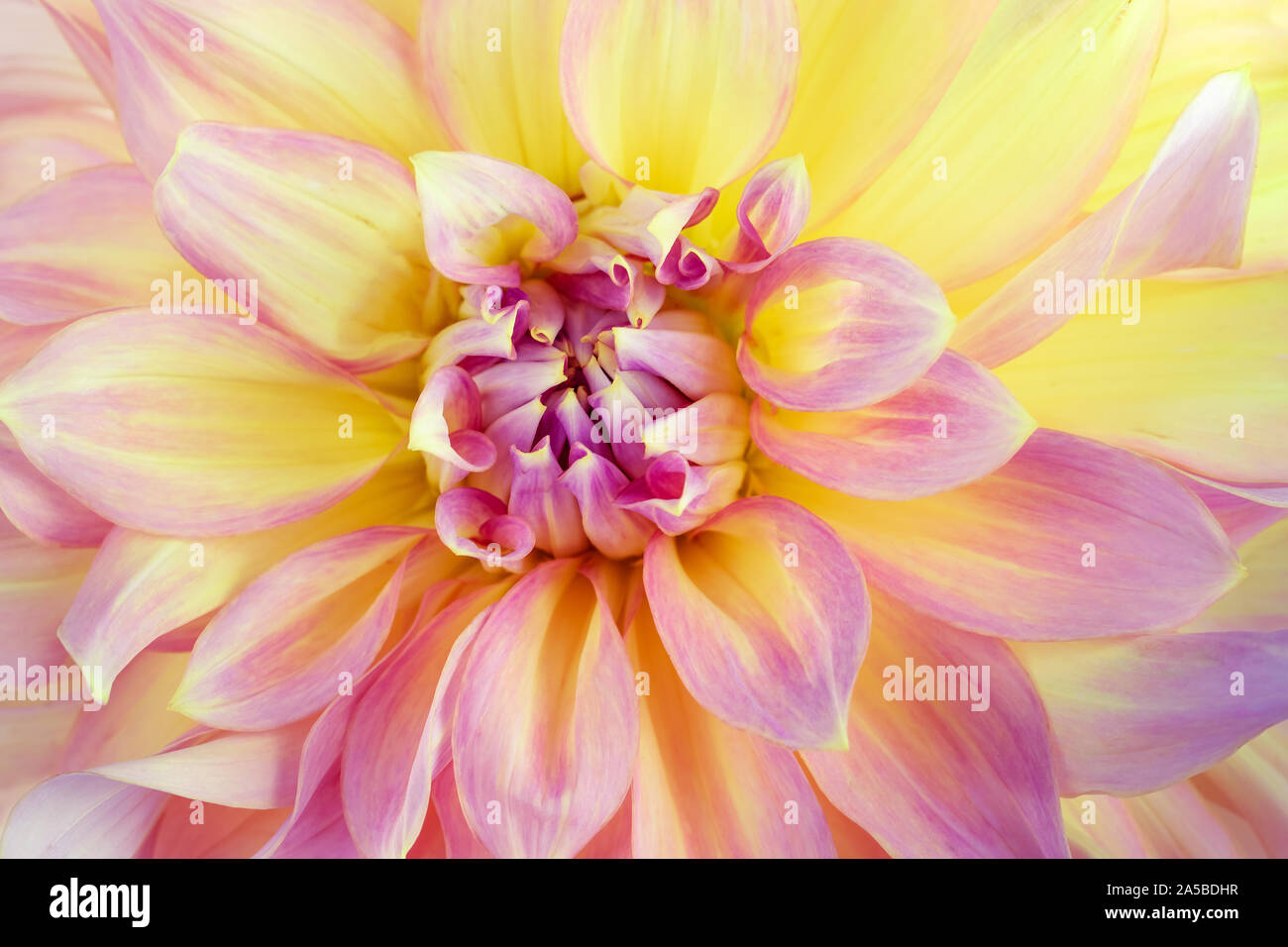 Fond fleur dahlia. Image Macro. Banque D'Images