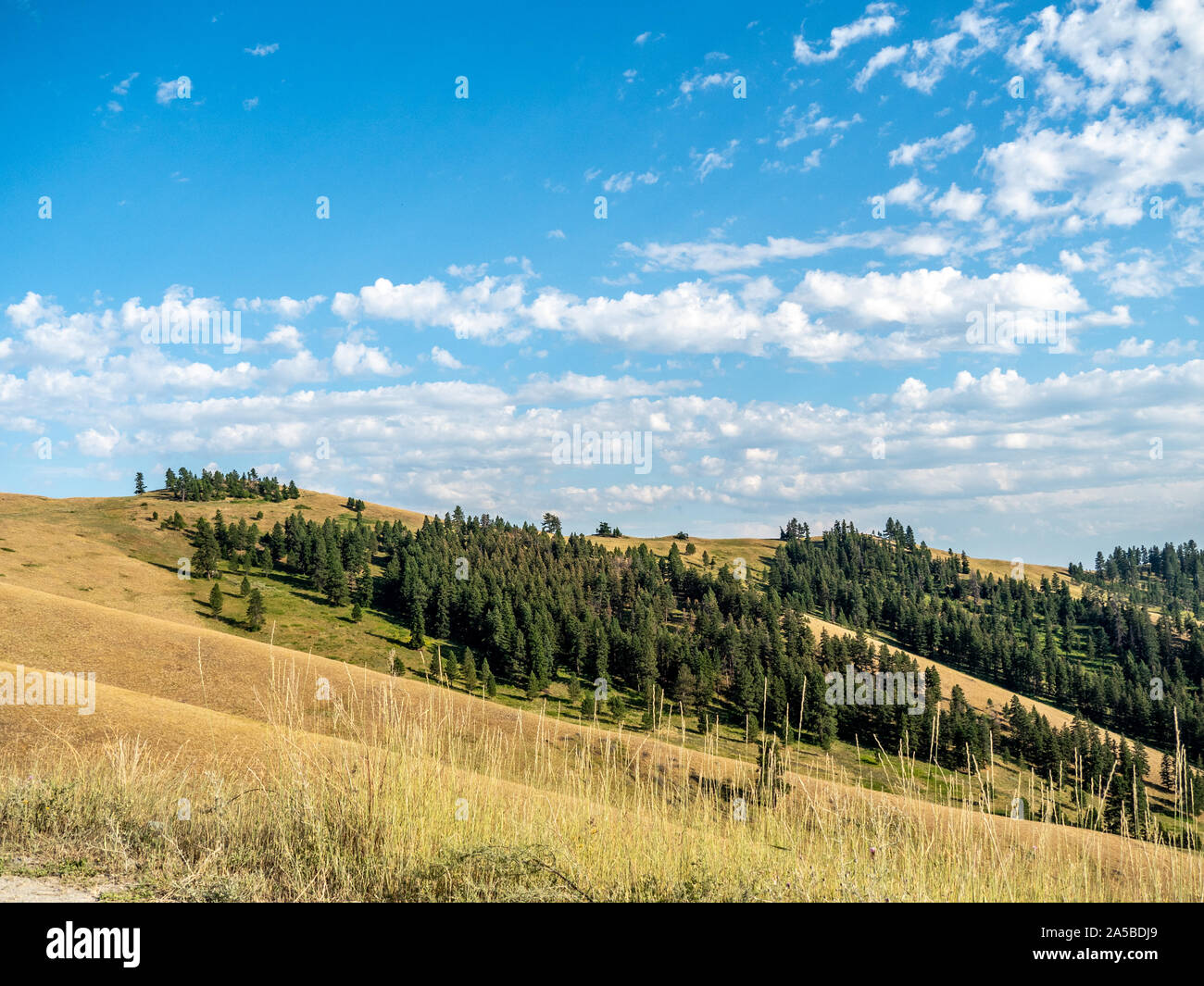 Montana Wilderness avec ciel bleu et nuages blancs moelleux. Banque D'Images