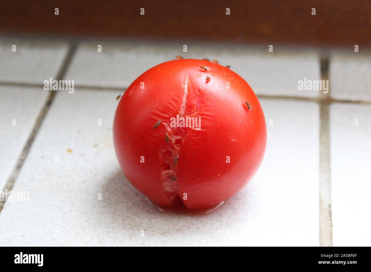 La photo montre la tomate avec les mouches à fruits Banque D'Images