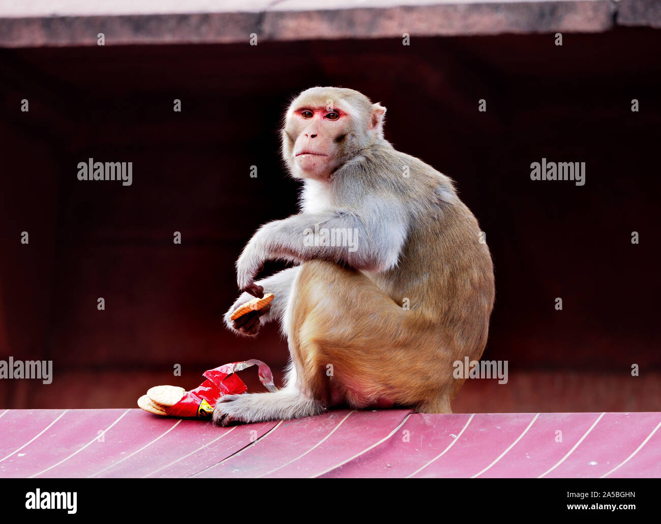 Singe macaque de manger un paquet de biscuits au Taj Mahal à Agra, Inde. Banque D'Images