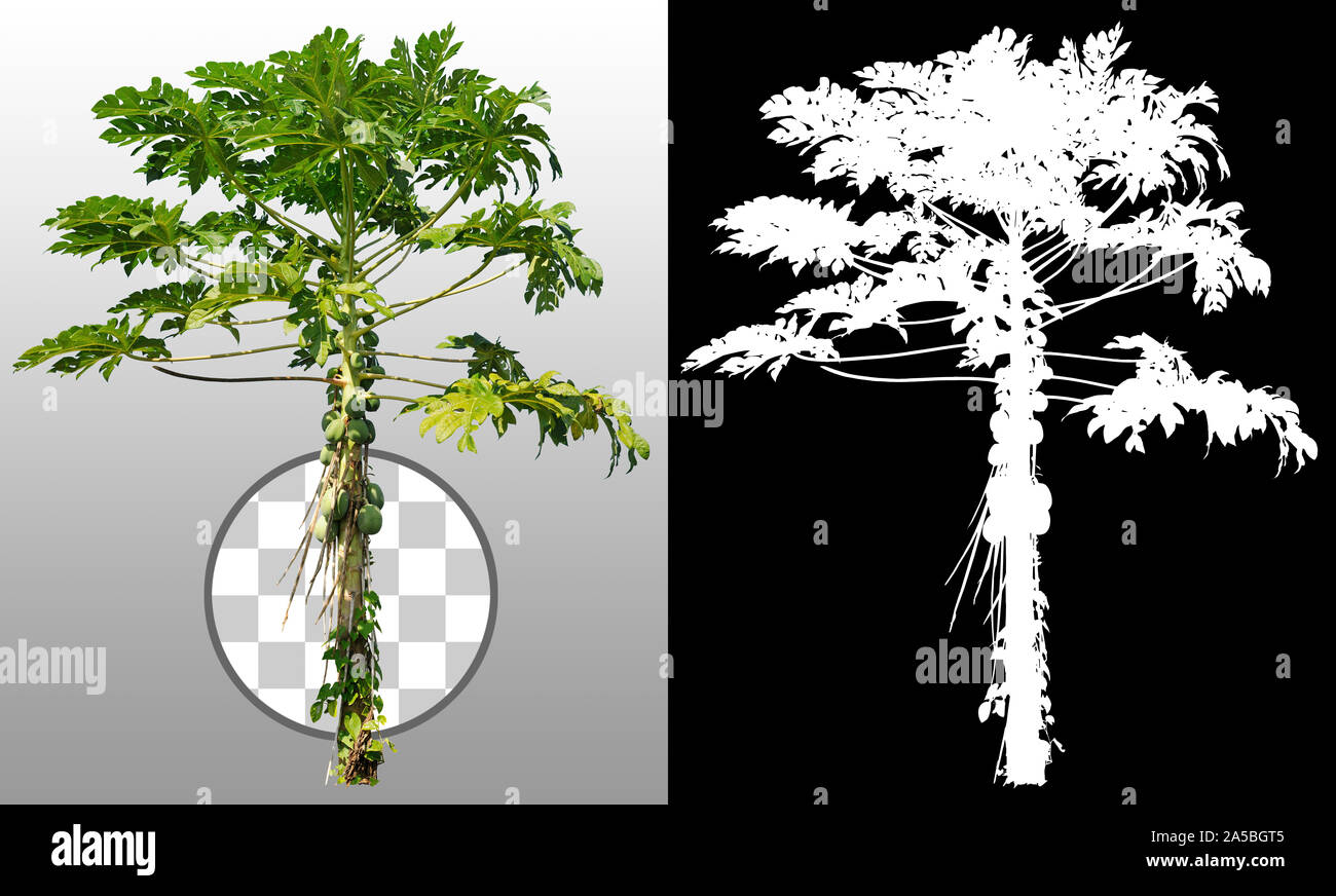 Découpez le palmier avec des noix de coco isolées sur fond transparent. Arbre tropical avec feuillage vert. Coupe-arbuste exotique. Masque d'écrêtage de haute qualité Banque D'Images