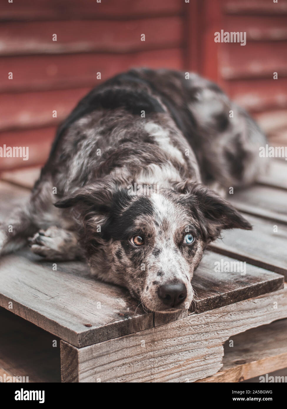 Bordure collie chien bleu merle couché paresseux sur palette bois bleu yeux Banque D'Images
