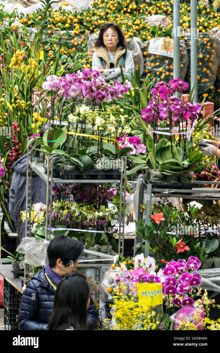 Les gens magasinent pour plantes à fleurs dans le marché de la fleur de Mong Kok, Kowloon, Hong Kong. Banque D'Images