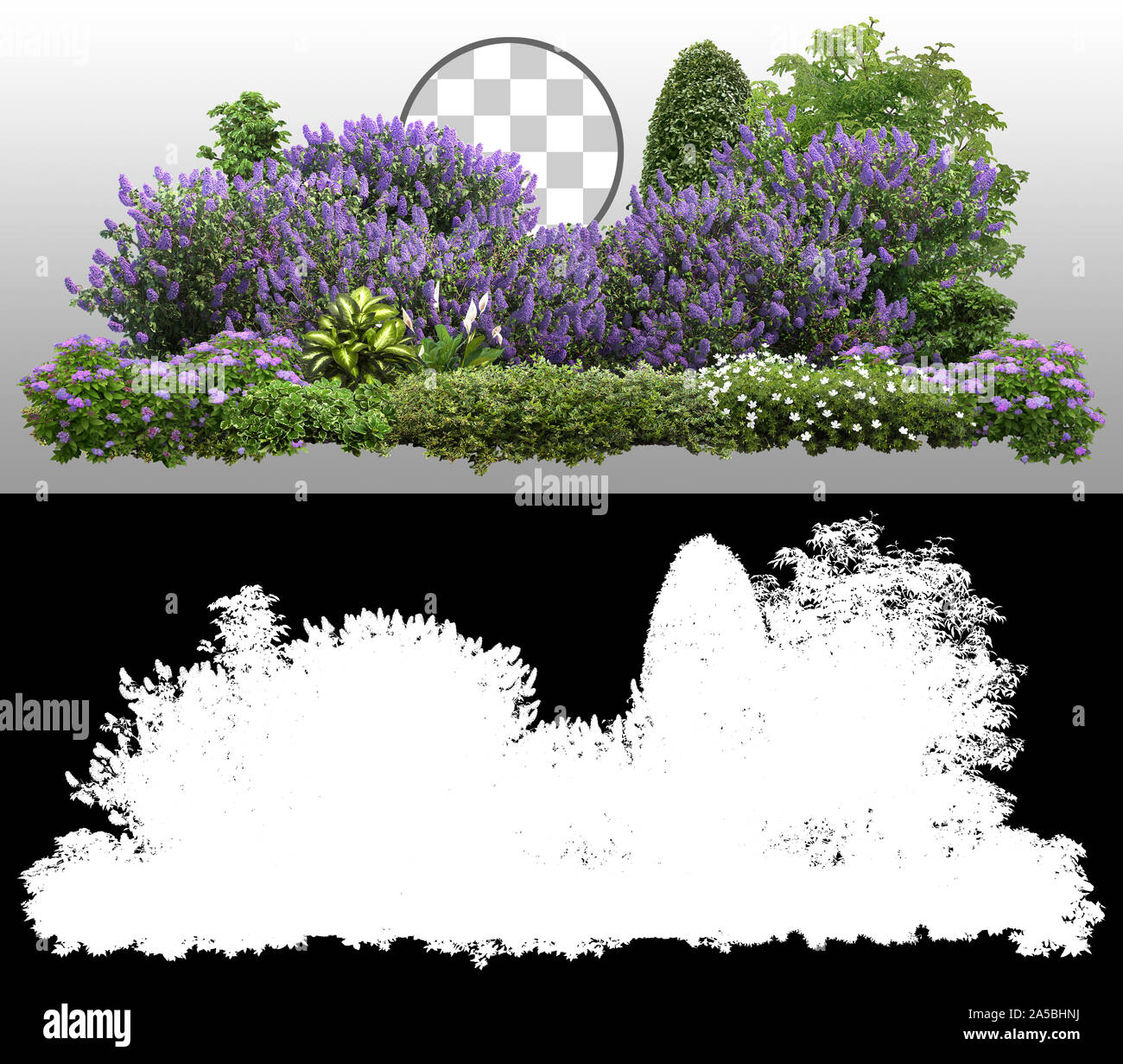 Couverture lilas. Conception de jardin isolée sur fond transparent. Arbustes fleuris et plantes vertes pour l'aménagement paysager. Arbuste décoratif et couverture de bois de boxeur. Banque D'Images