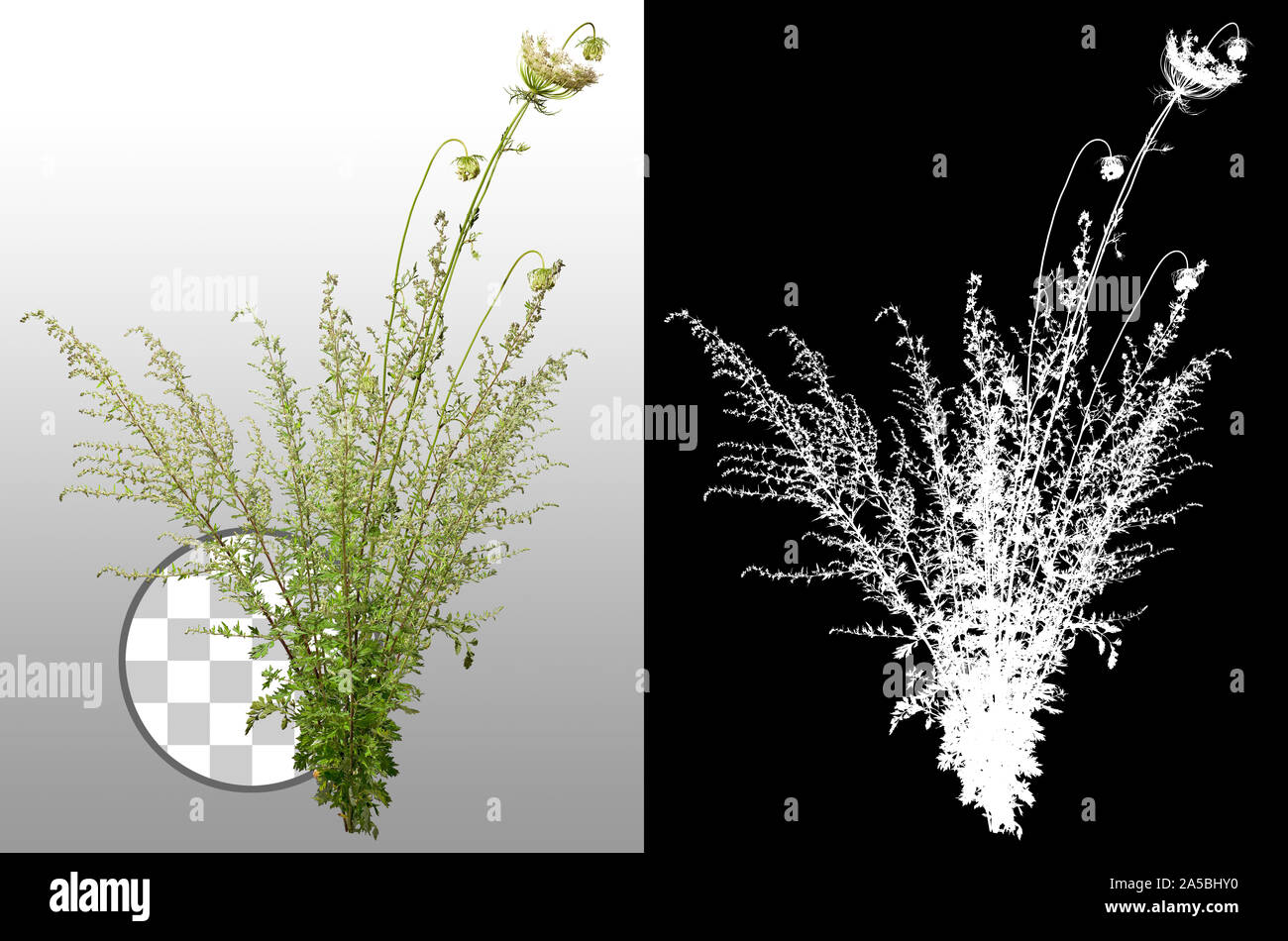 Couper les fleurs sauvages isolées sur fond transparent via un canal alpha. Fleurs blanches avec feuillage vert. Masque de découpe de haute qualité . Banque D'Images