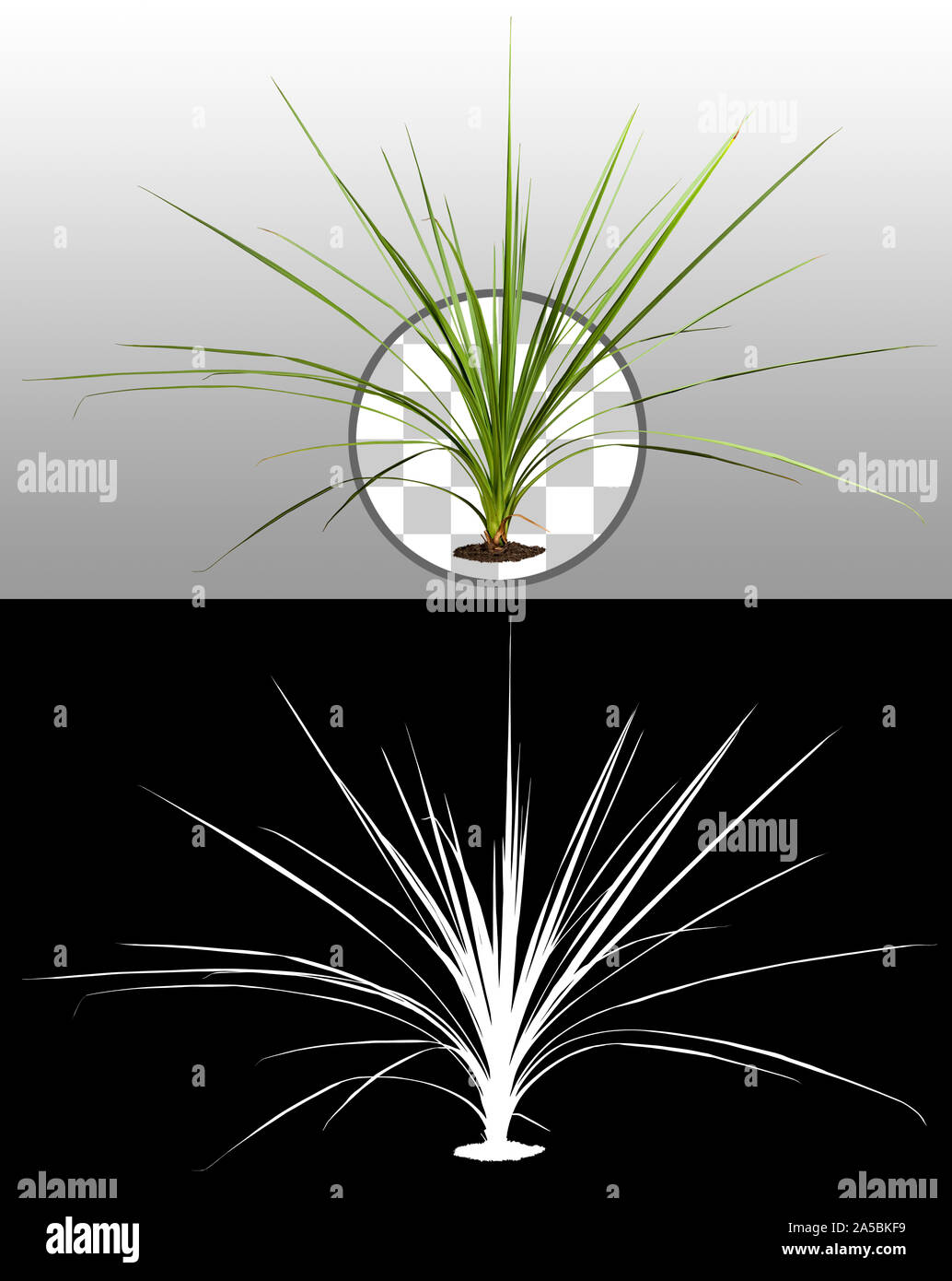 Plante tropicale avec un feuillage vert luxuriant. Végétation exotique isolée sur fond transparent via un canal alpha. Feuilles de palmier. Usine de jungle. Banque D'Images