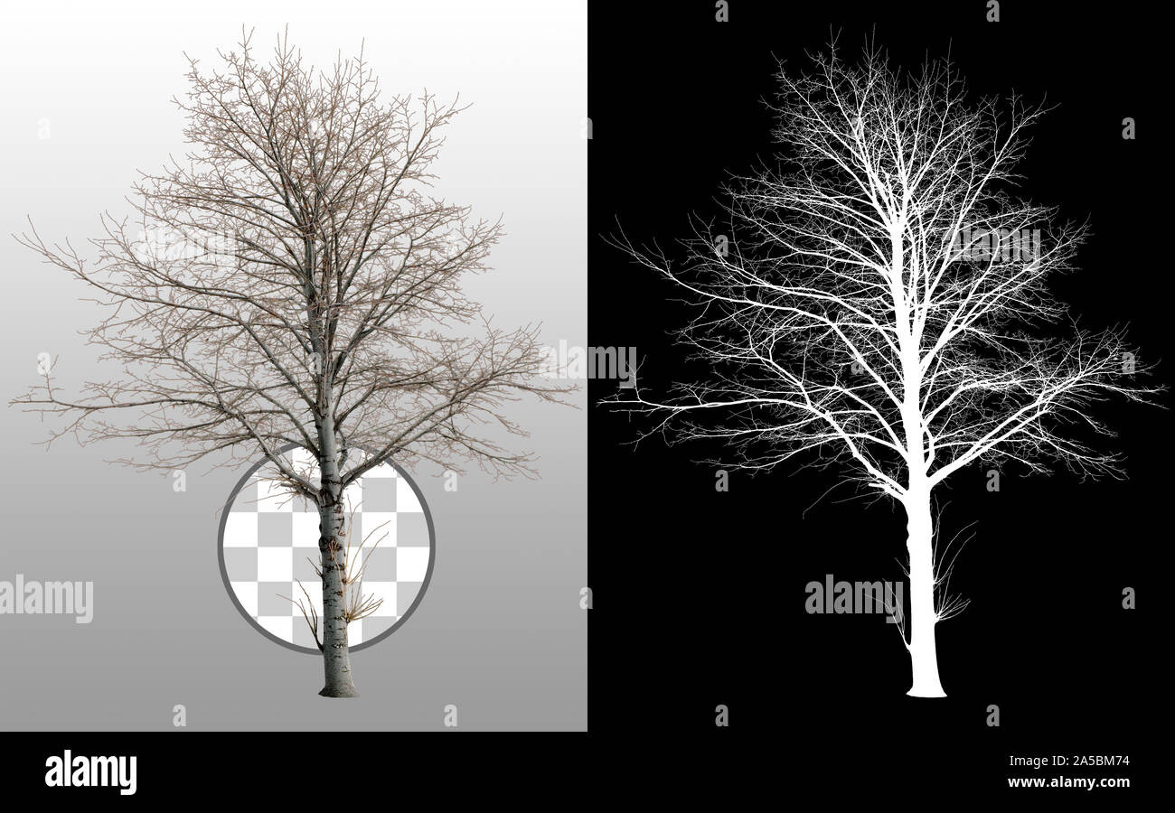 Découpez l'arbre mort en hiver. Arbre nu sans feuilles. Arbre mort isolé sur fond transparent via un canal alpha. Découpe du tronc de l'arbre. Banque D'Images