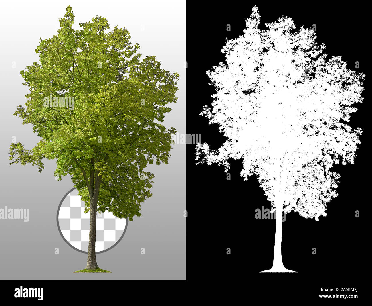 Découpez l'arbre vert. Arbre vert isolé sur fond transparent via un canal alpha. Découpe de l'arbre à feuilles caduques en été. Masque d'écrêtage de haute qualité. Banque D'Images