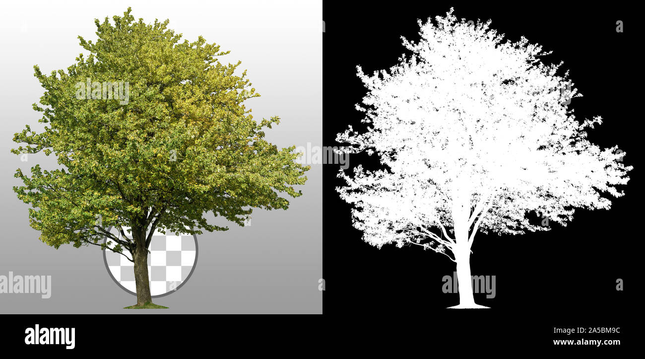 Découpez l'arbre vert. Arbre vert isolé sur fond transparent via un canal alpha. Découpe de l'arbre à feuilles caduques en été. Masque d'écrêtage de haute qualité. Banque D'Images
