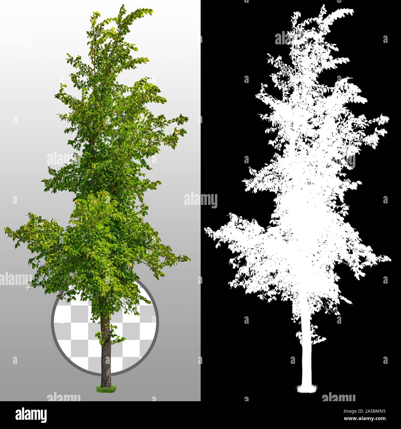 Découpez l'arbre vert. Arbre vert isolé sur fond transparent via un canal alpha. Découpe de l'arbre à feuilles caduques en été. Masque d'écrêtage de haute qualité. Banque D'Images
