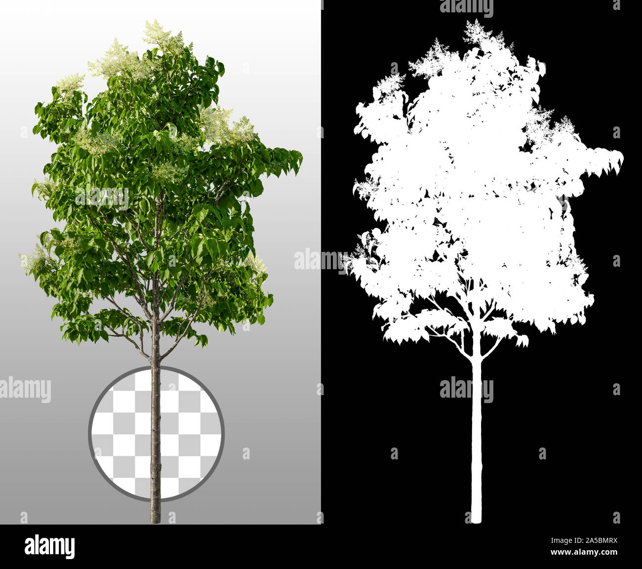 Arbre lilas blanc isolé sur fond transparent via un canal alpha. Découper la bague lilas. Masque d'écrêtage de haute qualité pour une composition professionnelle. Banque D'Images