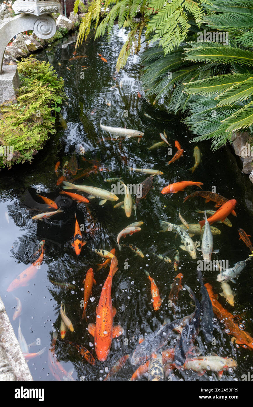 Koi de poissons nager dans l'une des piscines dans le jardin japonais, le Jardin Tropical Monte Palace, Funchal, Madère, Portugal Banque D'Images