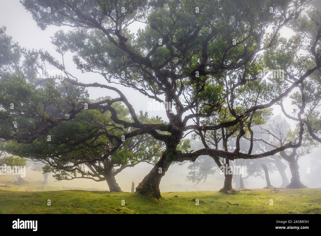 L'ancienne forêt laurifère dans mountain mist, fanal, Madère. Site du patrimoine mondial de l'UNESCO Banque D'Images
