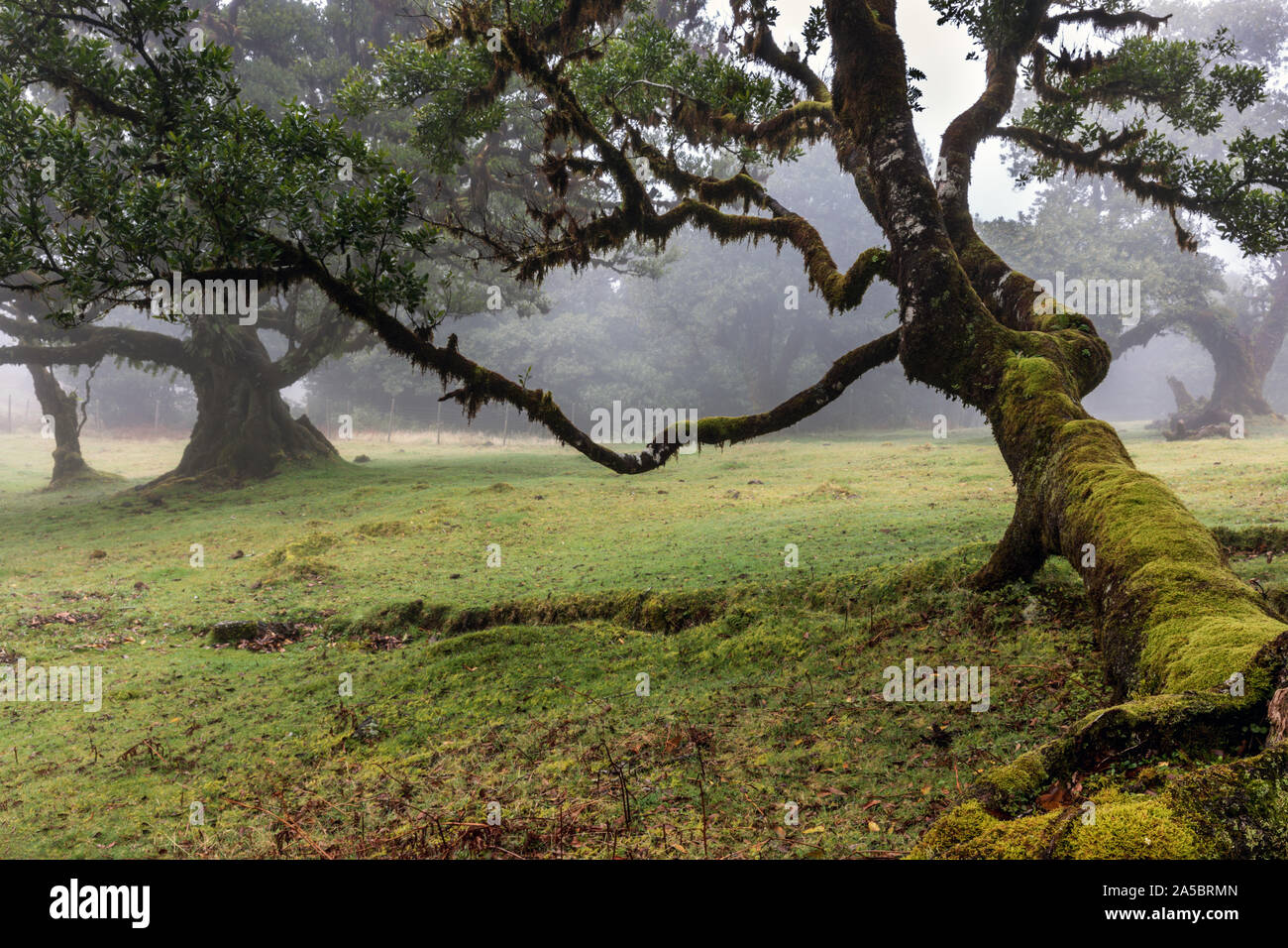 L'ancienne forêt laurifère dans mountain mist, fanal, Madère. Site du patrimoine mondial de l'UNESCO Banque D'Images
