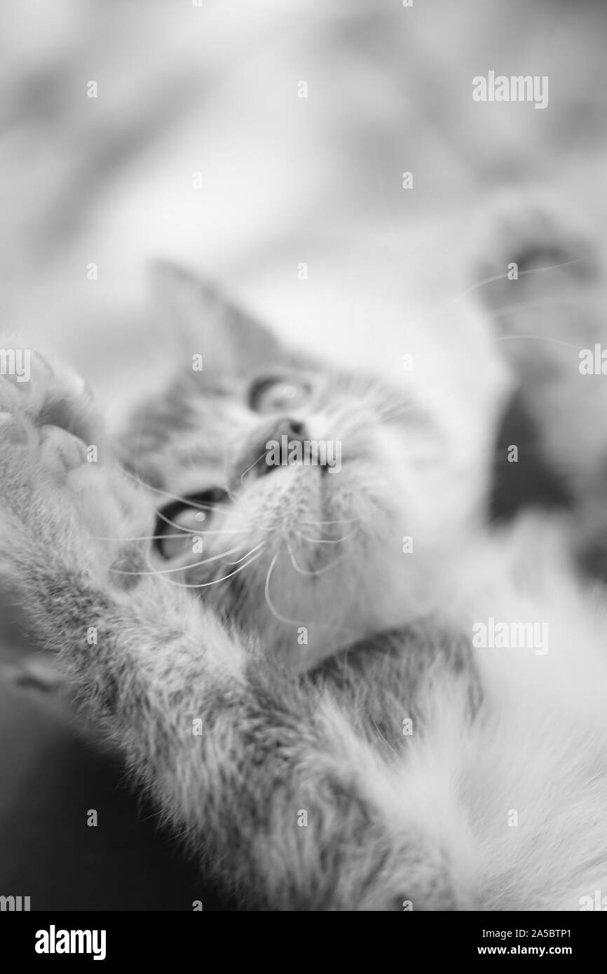 Chaton espiègle close up face portrait. Photo en noir et blanc. Banque D'Images