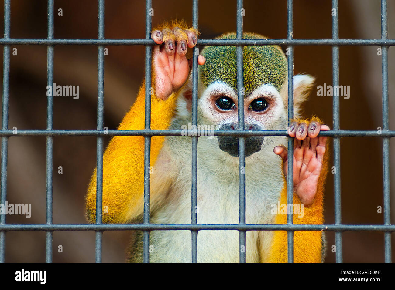 Singe-écureuil en captivité la maintenant sur les barres de la cage et regarder la caméra. Banque D'Images