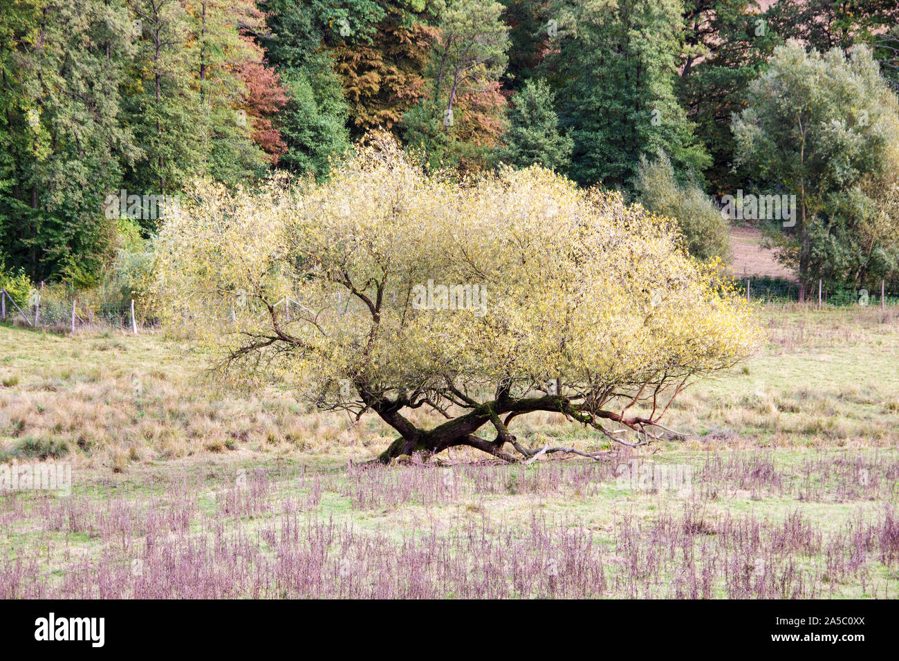 Vue d'un arbre adulte peu profondément à l'automne Banque D'Images