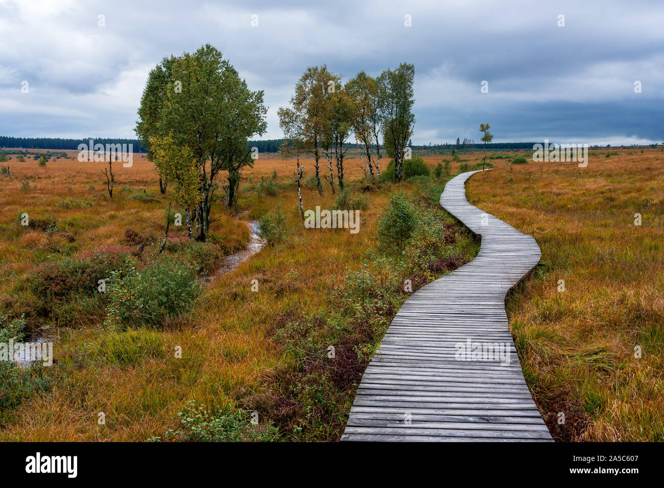 Paysage de landes des Hautes Fagnes en automne, en Belgique. Banque D'Images