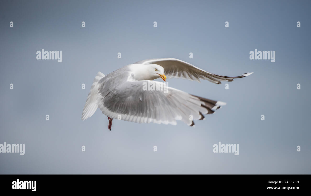 Goéland argenté (Larus argentatus), volant et vous regarde avec un ciel bleu en arrière-plan. Sweden. Banque D'Images