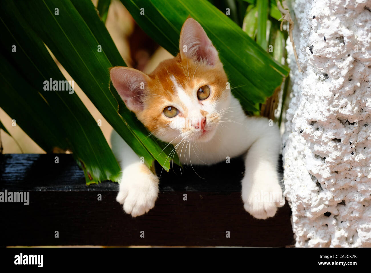 Les chats de rue autour du monde - Indonésie Banque D'Images