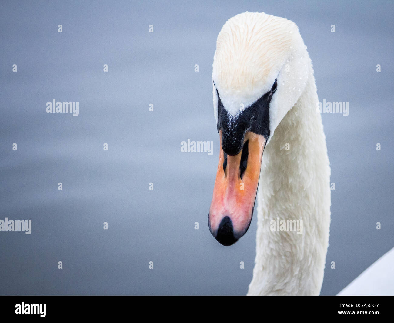 Gros plan sur un cygne, un portrait Portrait d'un individu en noir et blanc avec ses courbes typiques de cou et bec orange. Les cygnes, ou cygnus, constituent un w Banque D'Images