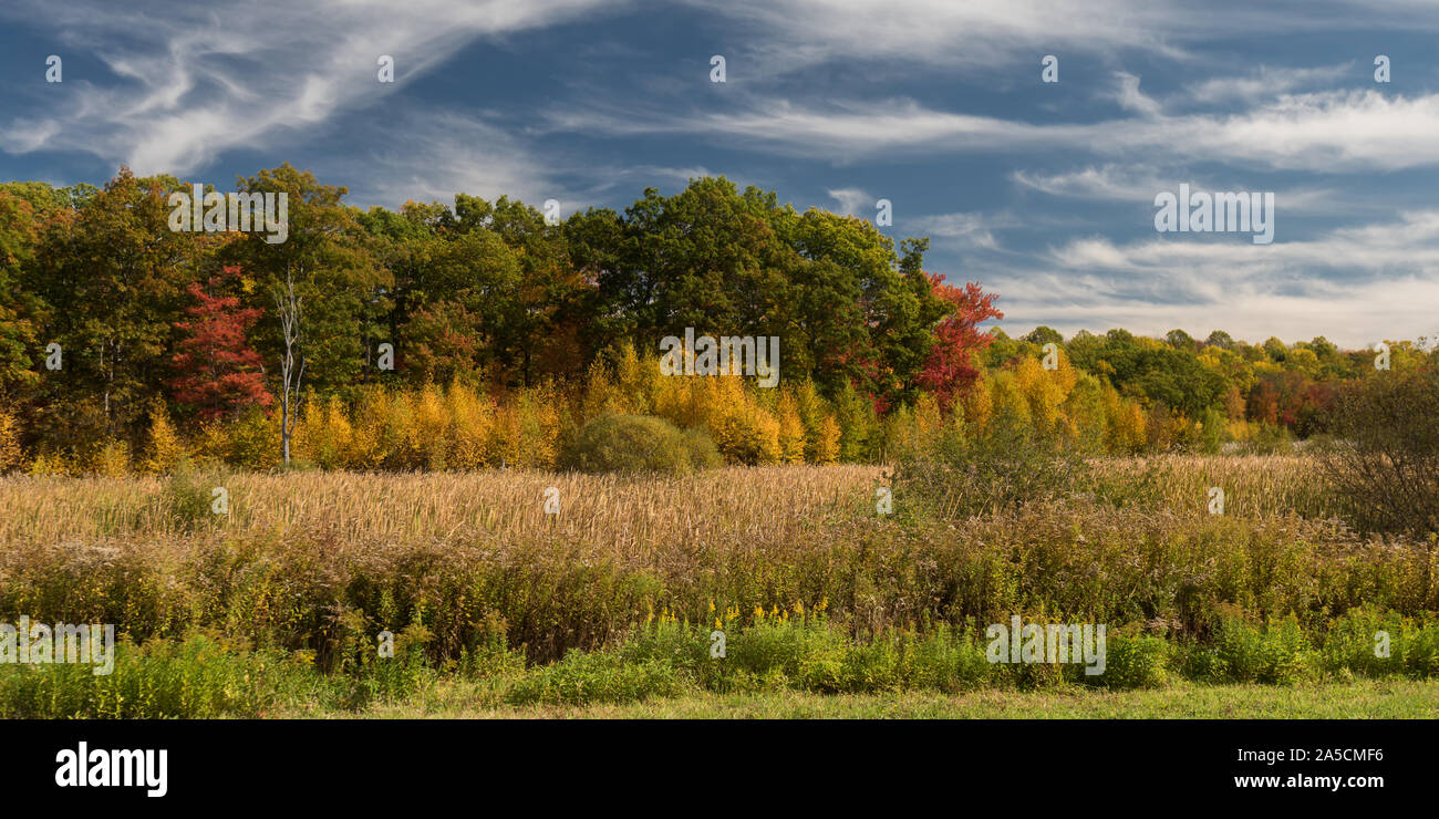 Belle couleur de feuillage de l'automne en forêt en Nouvelle Angleterre, USA Banque D'Images