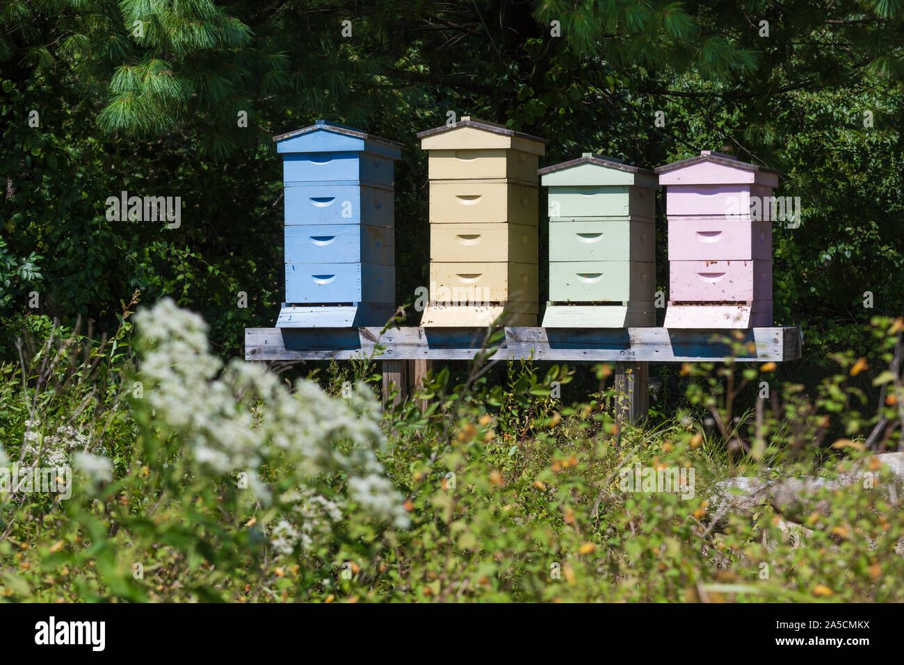Quatre ruches colorées dans un champ de lavande en Nouvelle Angleterre, USA Banque D'Images
