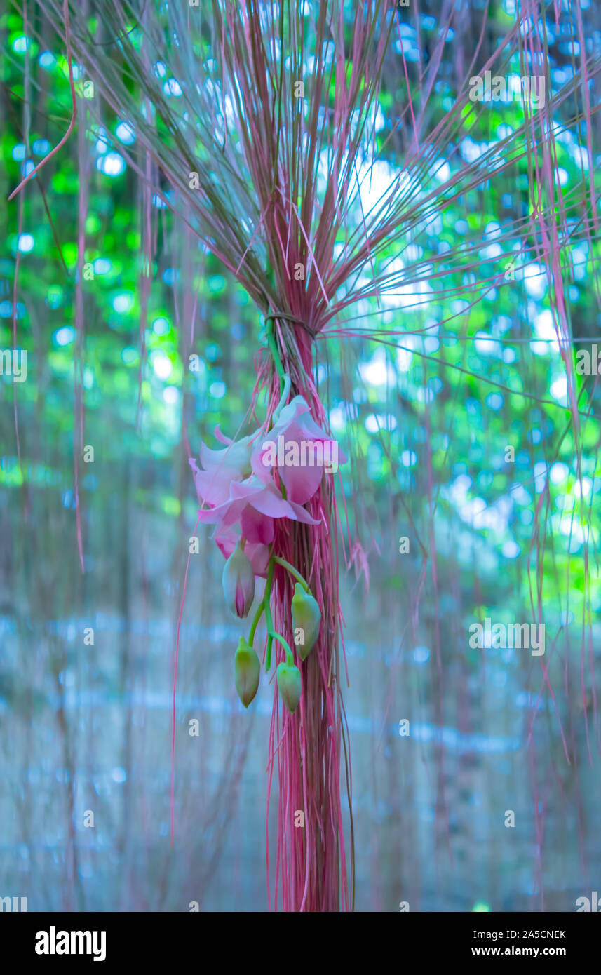 Cissus nodosa Blume dans jardin. Banque D'Images