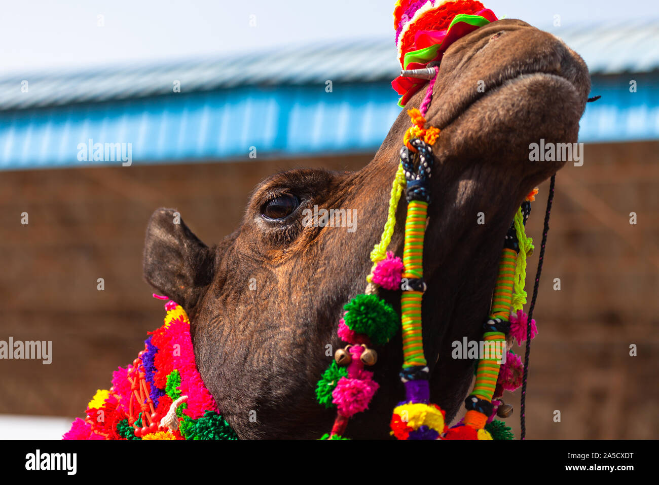 Chameau au festival de Pushkar Banque D'Images