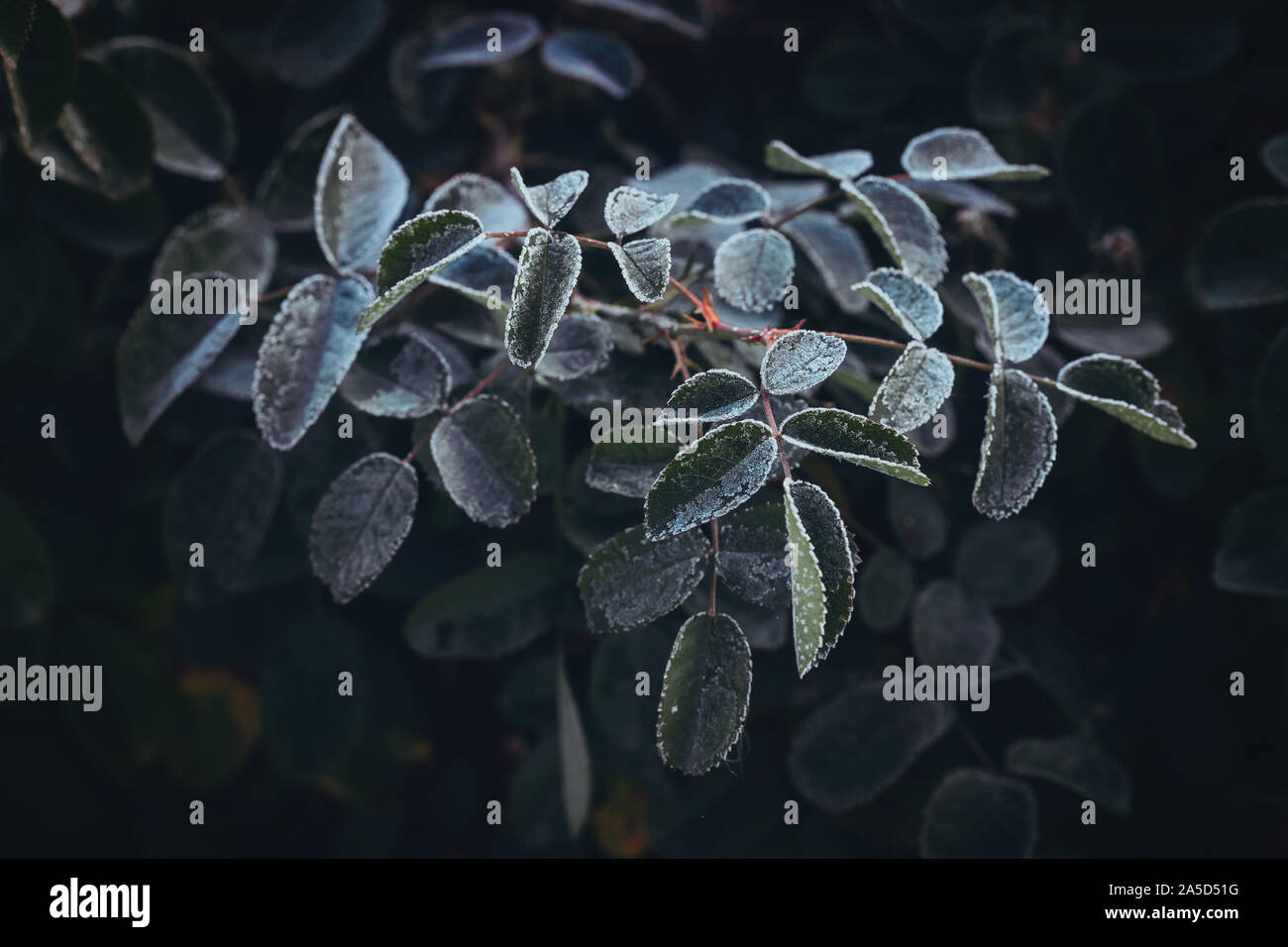 Frozen roses après le gel de nuit en automne, tonique nature background Banque D'Images