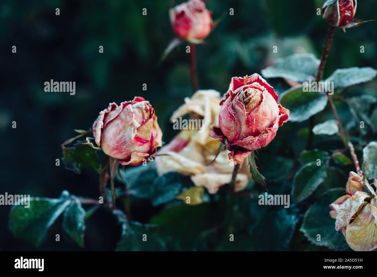Frozen roses après le gel de nuit en automne, tonique nature background Banque D'Images