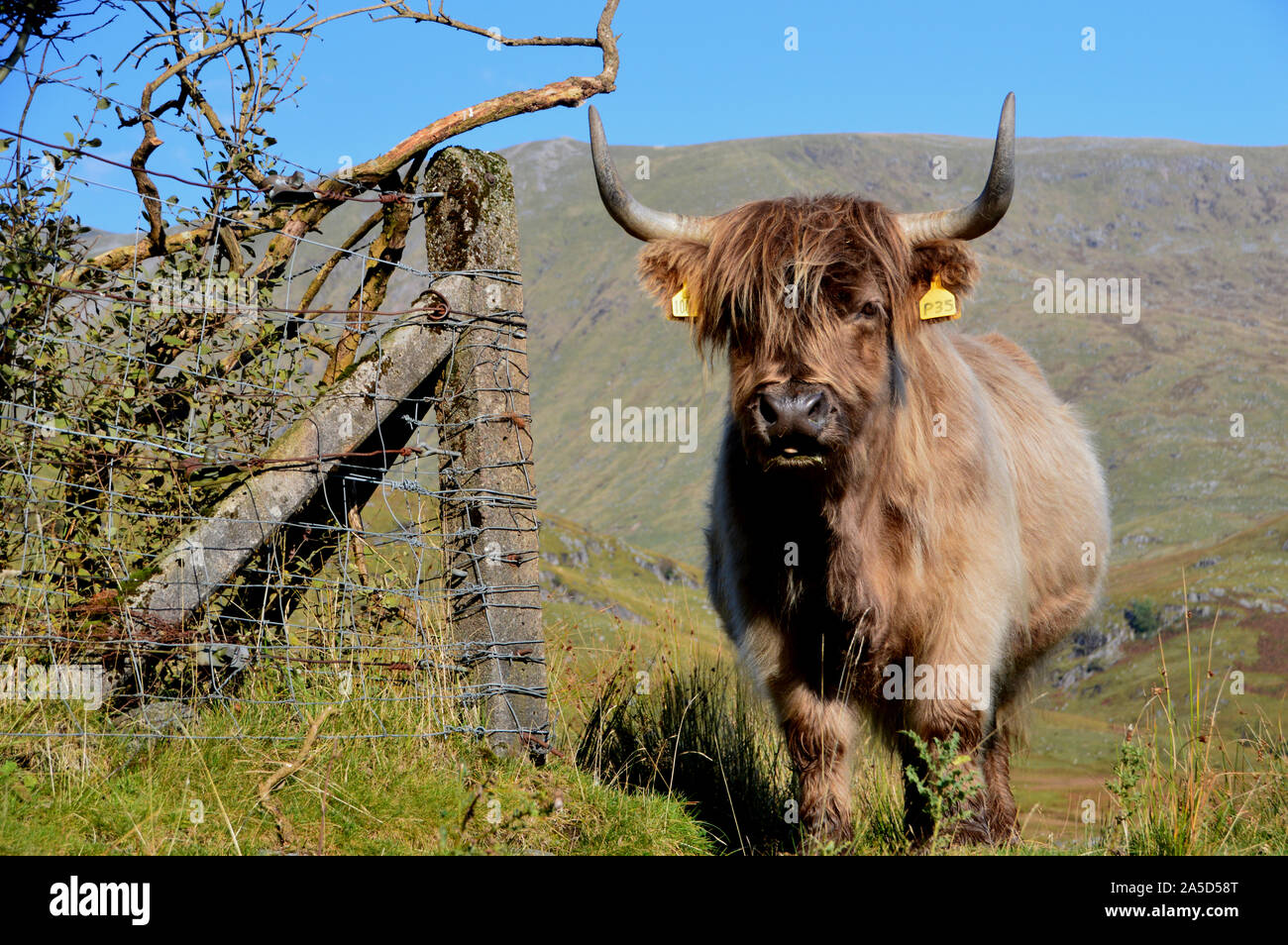 Blonde/marron clair vache Highland cattle à l'avant, les Highlands écossais, Ecosse, Royaume-Uni. Banque D'Images