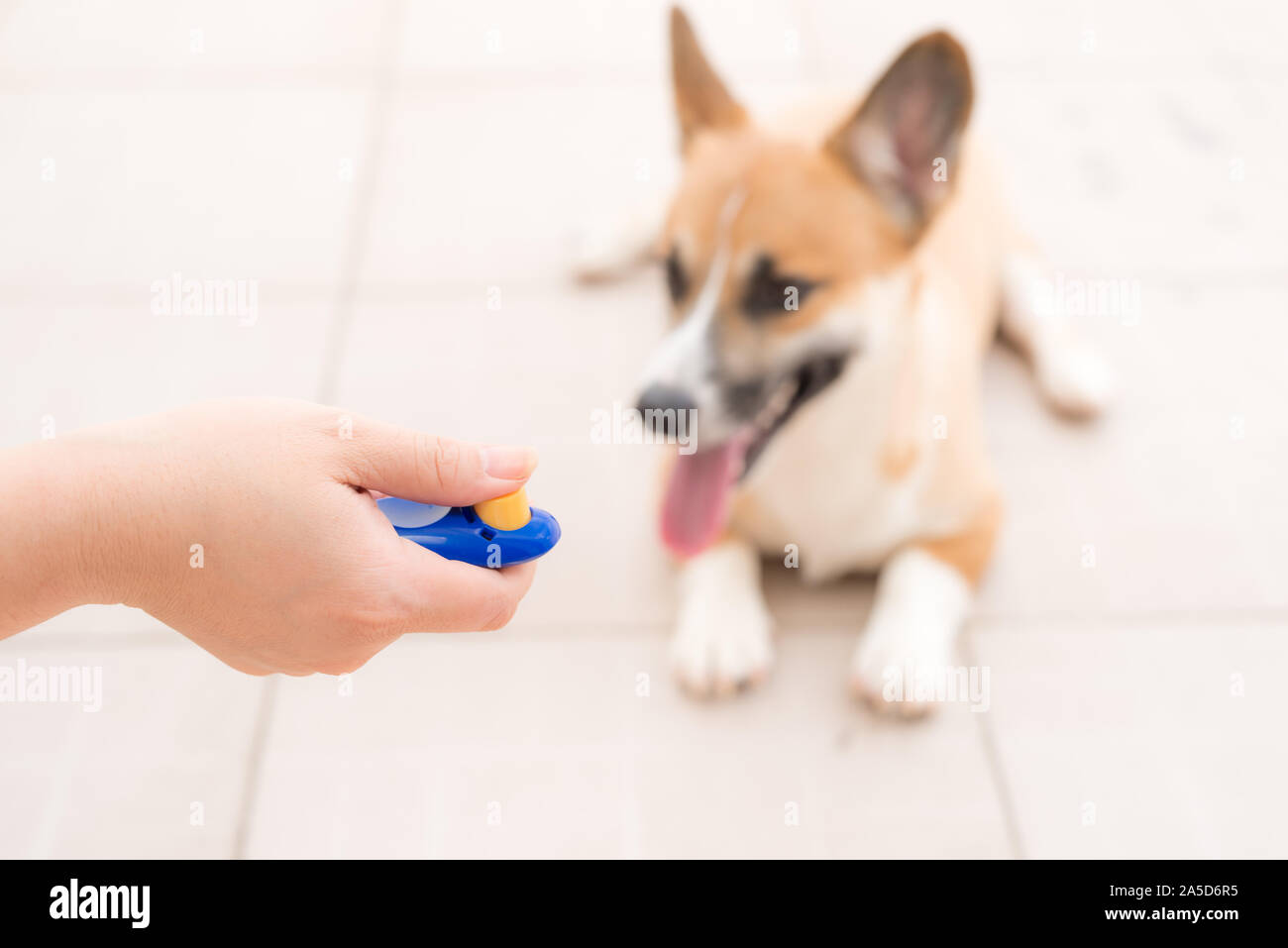 La formation d'obéissance de chien avec clicker Banque D'Images