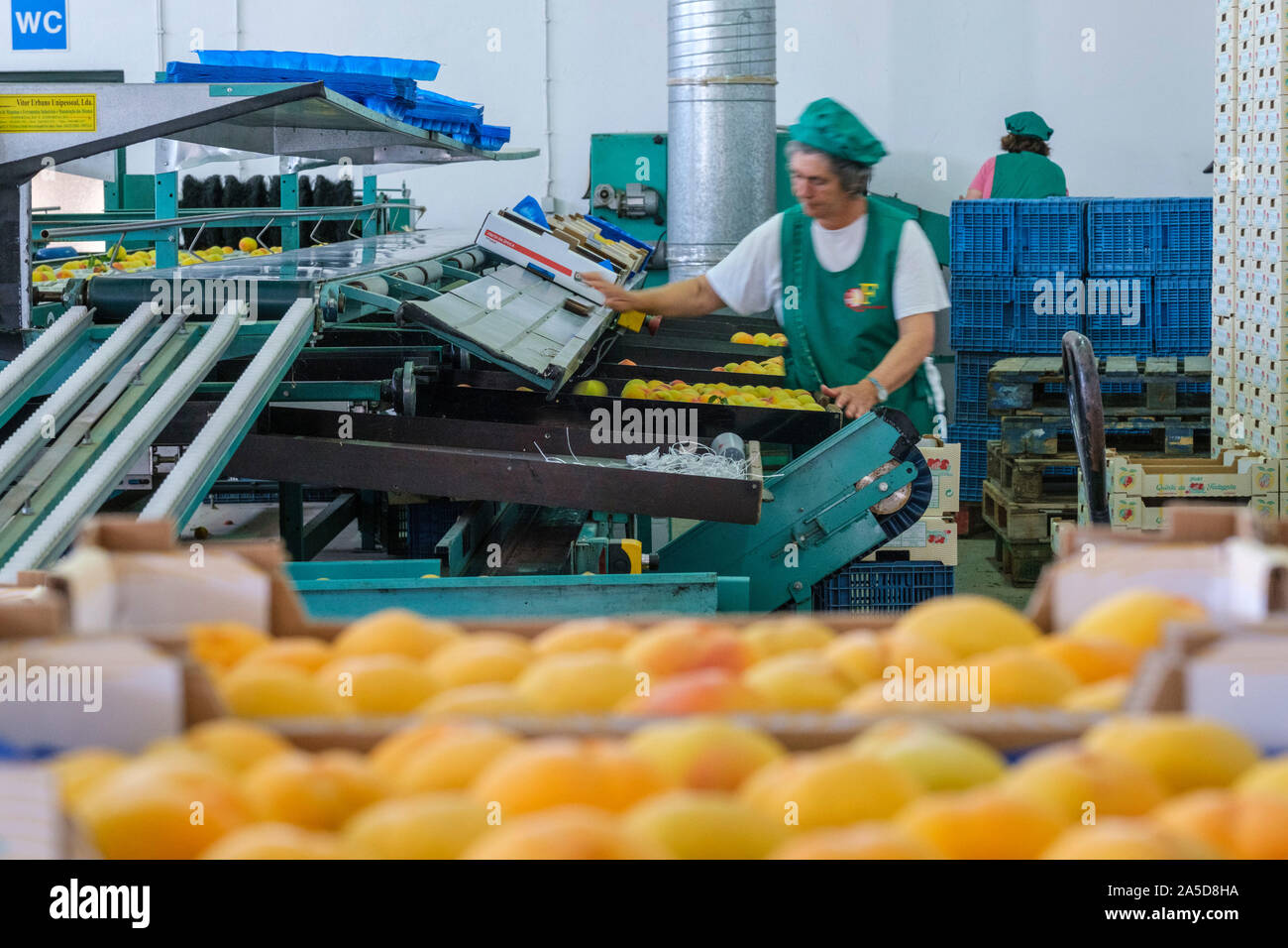 Le tri et l'emballage de fruits installation industrielle Banque D'Images