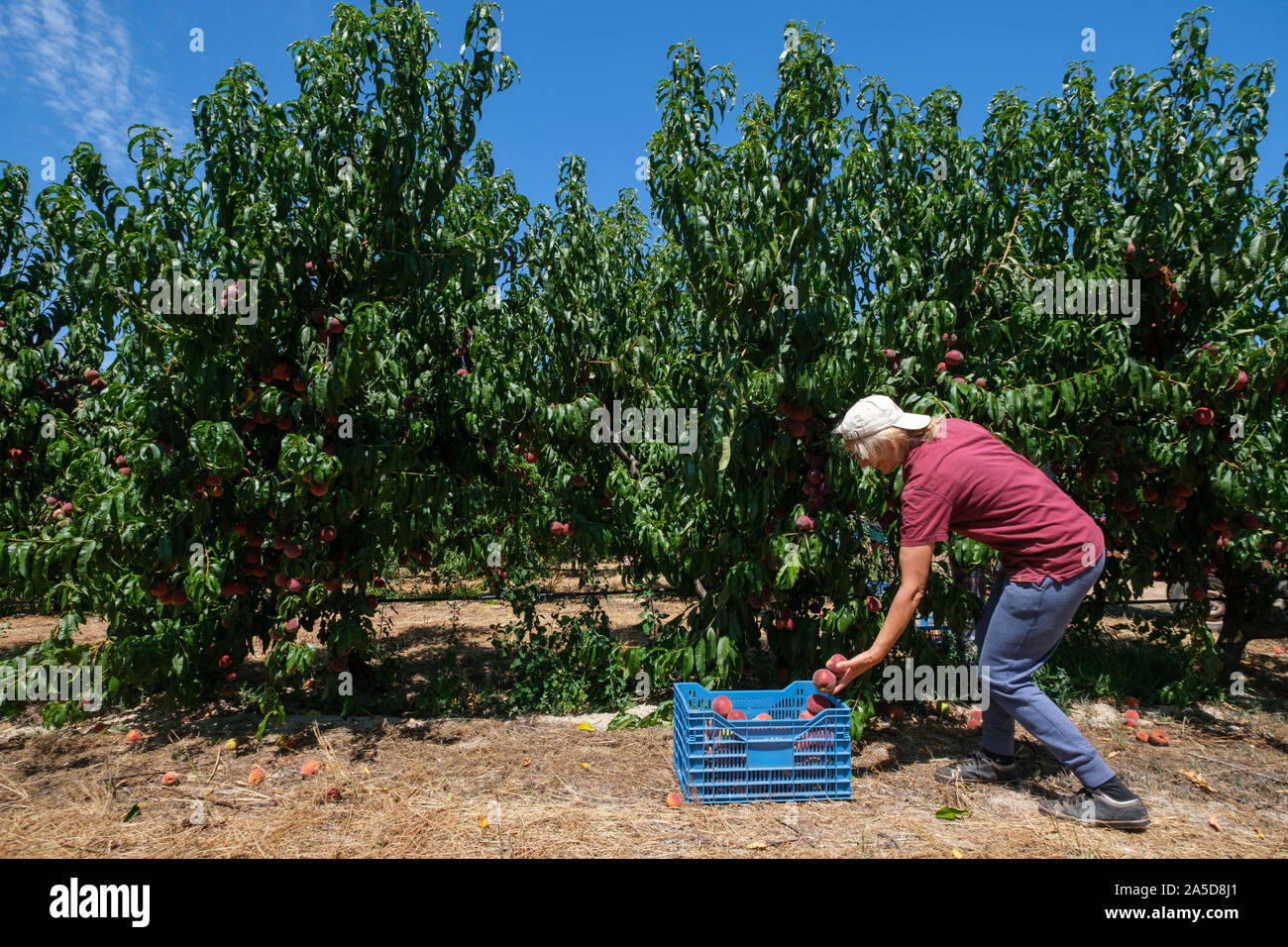 Les gens la récolte de fruits sur un verger Banque D'Images