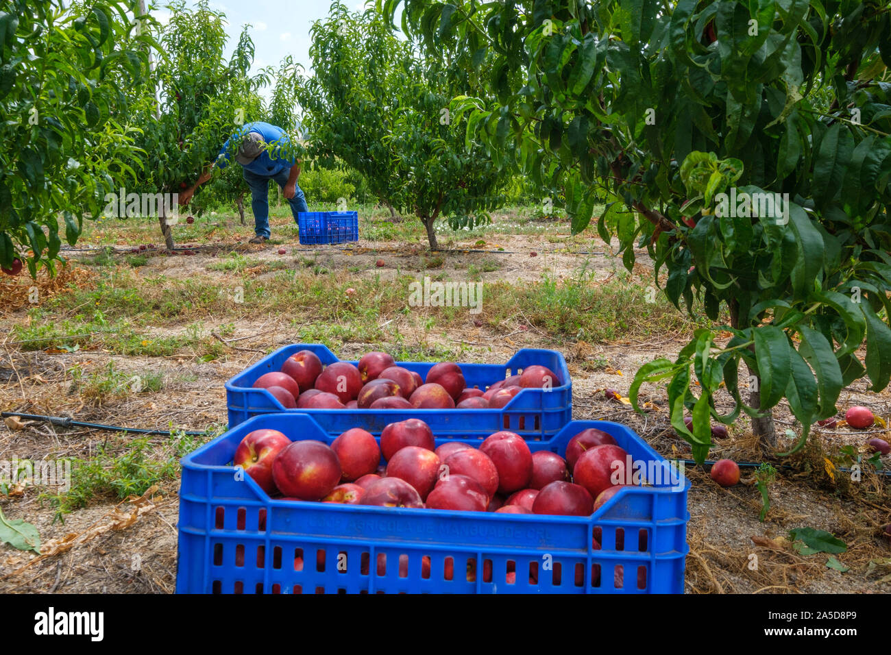 Les gens la récolte de fruits sur un verger Banque D'Images