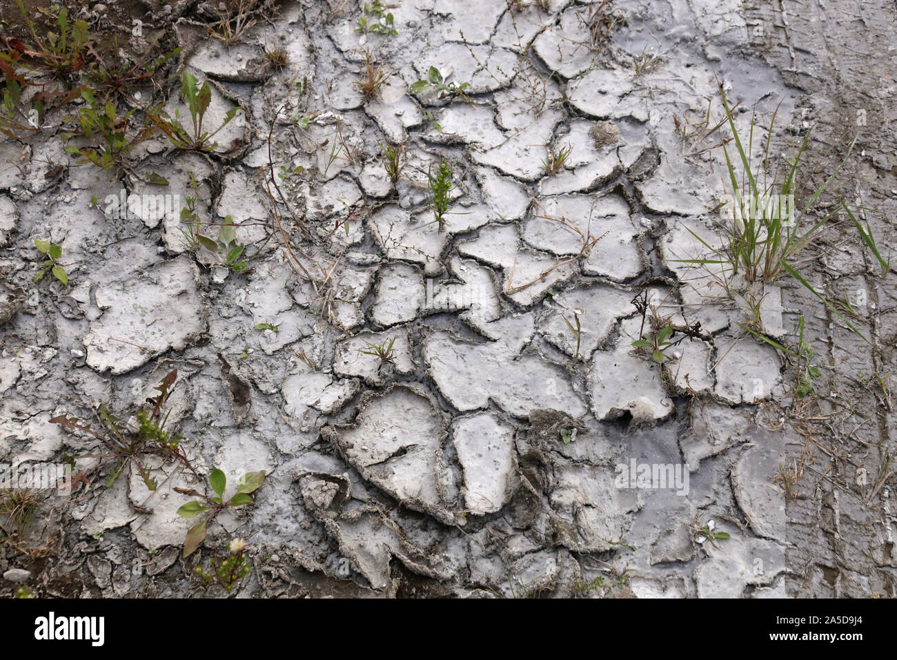Sol sec fissuré avec fissures de dessiccation et marques de pneus. Banque D'Images