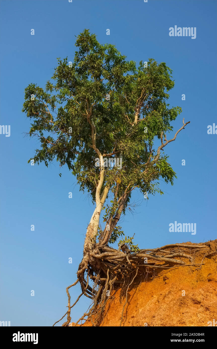 Arbre sur le bord d'une falaise due à l'érosion, la résilience climatique Banque D'Images