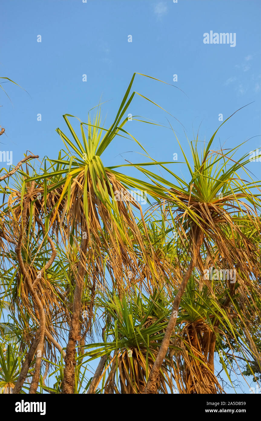 Pandanus arbres dans le nord de l'Australie. Banque D'Images