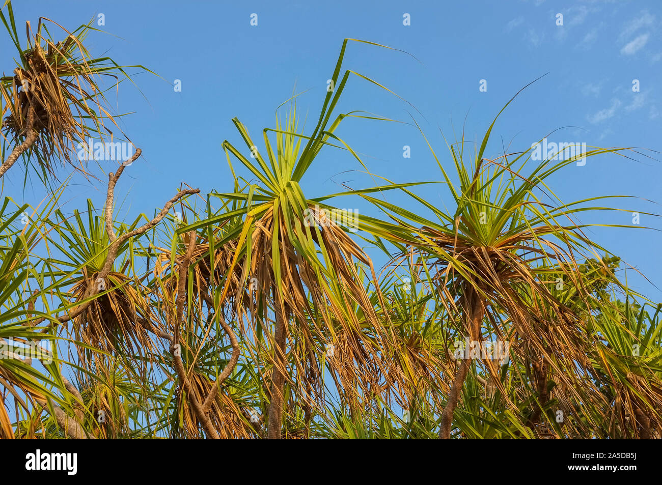 Pandanus arbres dans le nord de l'Australie. Banque D'Images