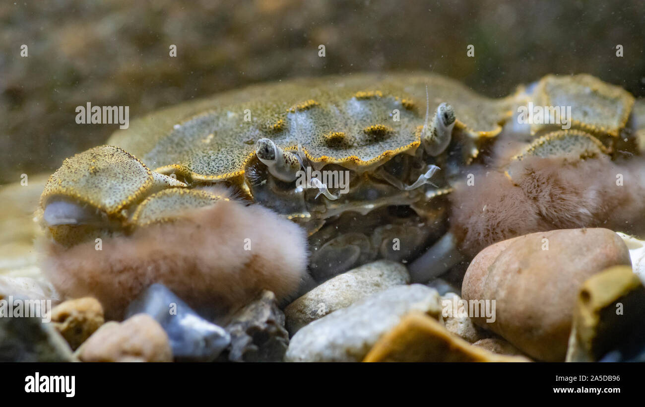 Crabe chinois, Eriocheir sinensis, le crabe sur le lit ,Chester ,captif ,Octobre Banque D'Images