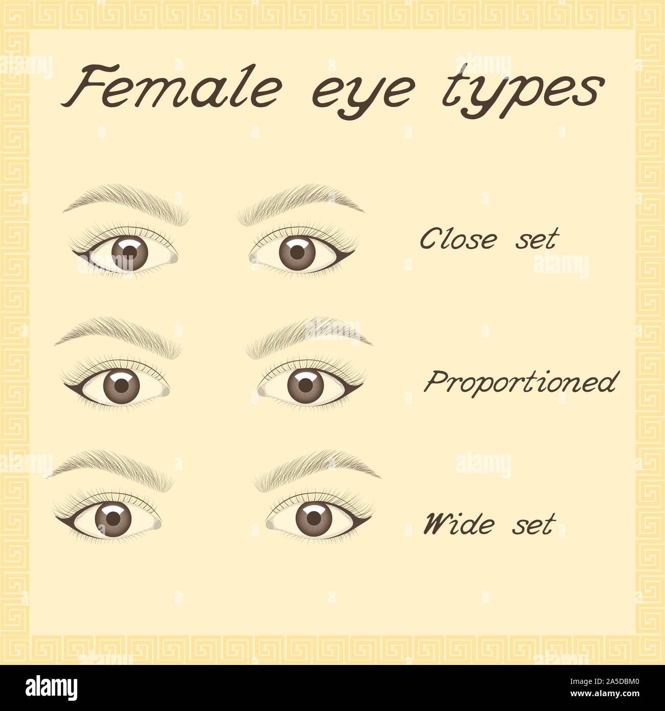 Les Formes Et Les Types De L œil Differents Types D Yeux Feminins Vecteur Image Vectorielle Stock Alamy