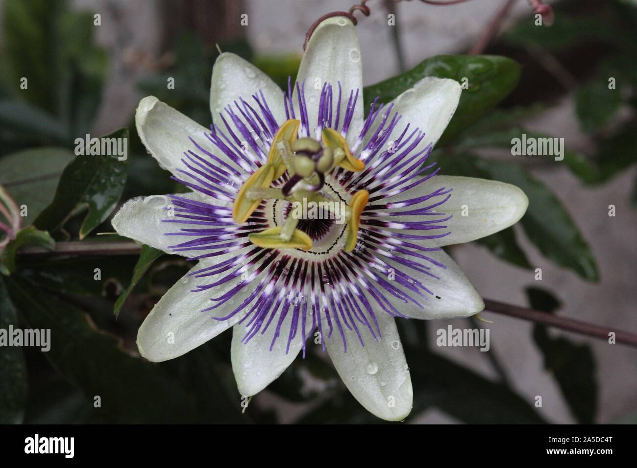 Bluecrown en fleurs fleur de la passion (Passiflora caerulea) dans un jardin à Recklinghausen, Allemagne ; Banque D'Images