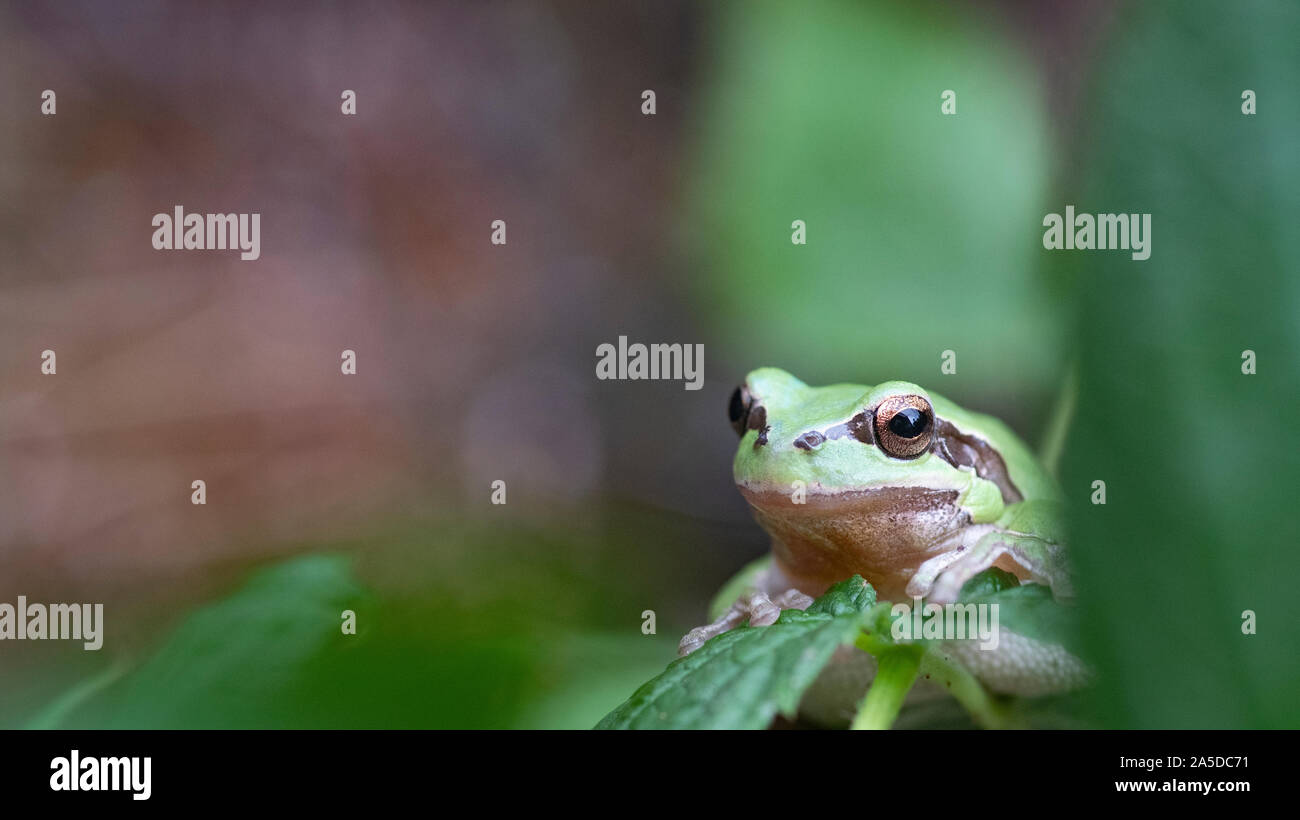 European rainette, Hyla arborea, assis dans raseberry bush, captive, Staffordshire, septembre Banque D'Images