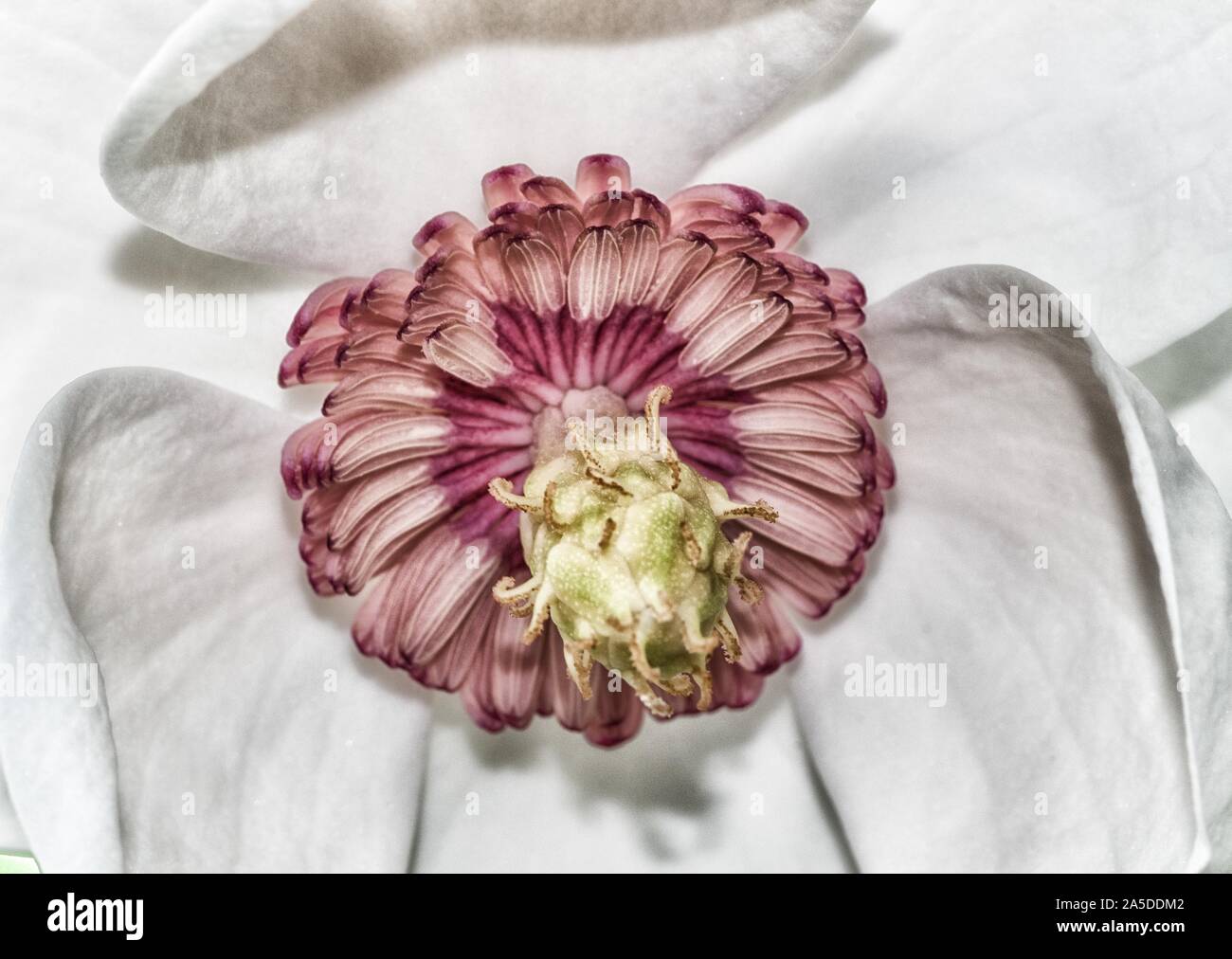 Gros plan d'une fleur de hellébore rose avec des pétales de différentes nuances Banque D'Images