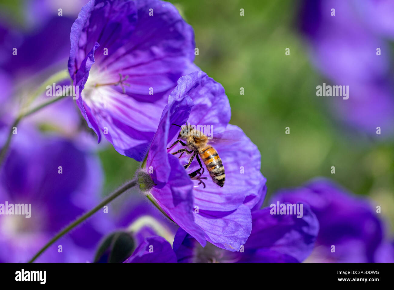 Prendre Le Nectar De La Fleur Banque d'image et photos Alamy — free download