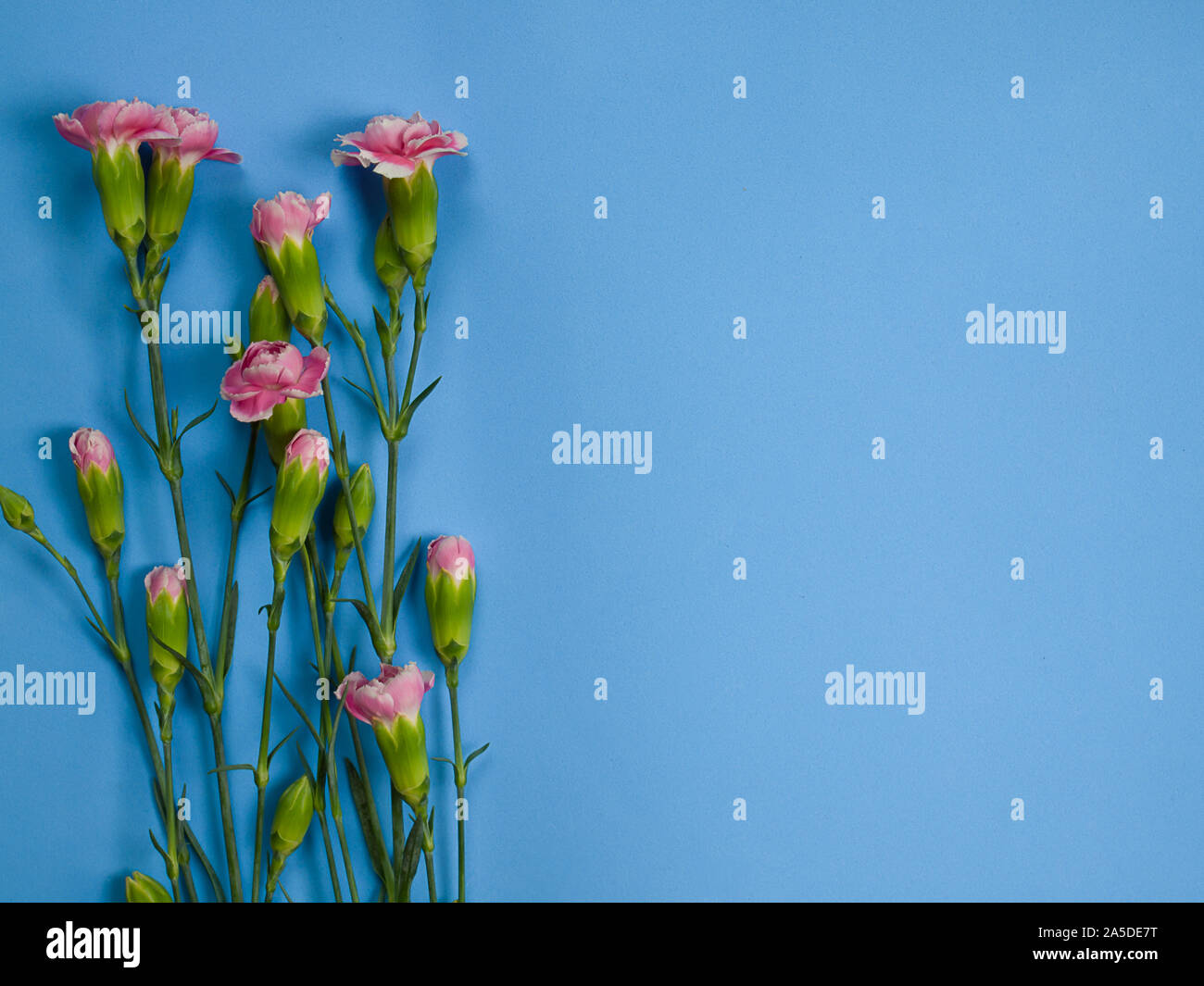 Fleurs oeillet rose . (Photo avec l'espace pour le texte) Banque D'Images